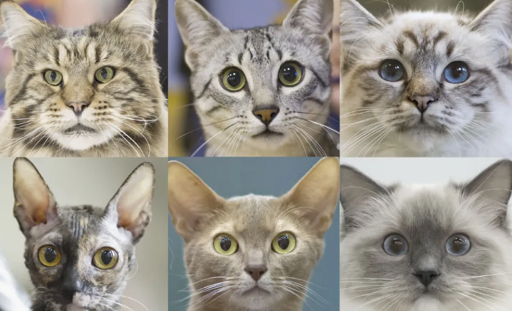 Exploring Cat Breeds: Characteristics and Behavior