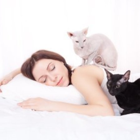 Training a Cat to Not Sleep on Your Head: A Guide to Peaceful Nights